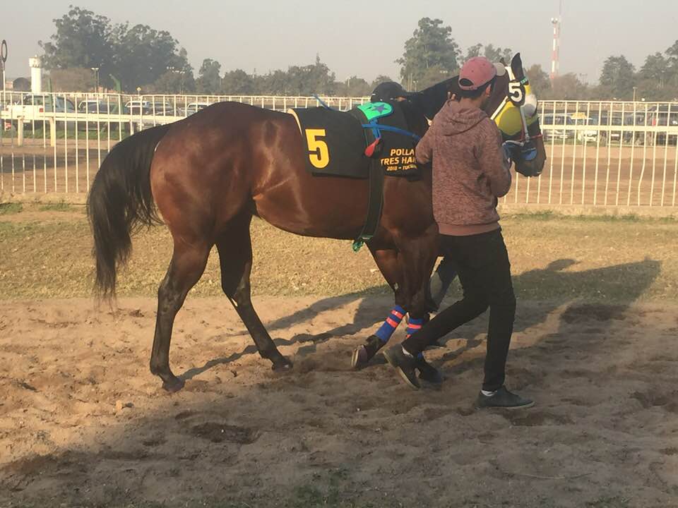 ER Chamuscado, Polla Tres Haras Tucuman 18