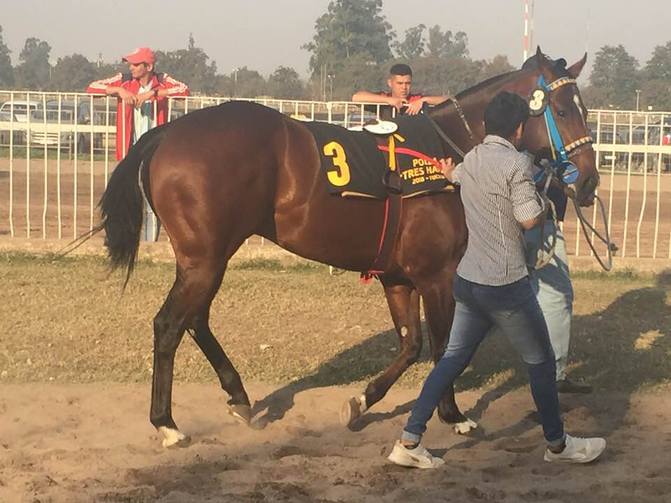 ER Mate y Venga, Polla Tres Haras Tucuman 18