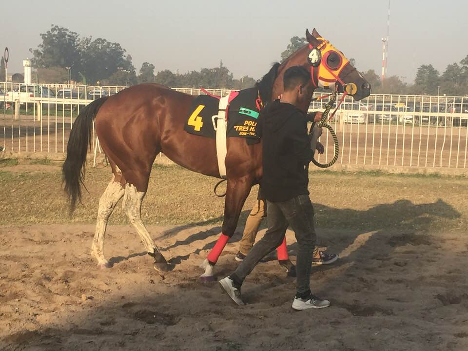 ER Refusilo, Polla Tres Haras Tucuman 18
