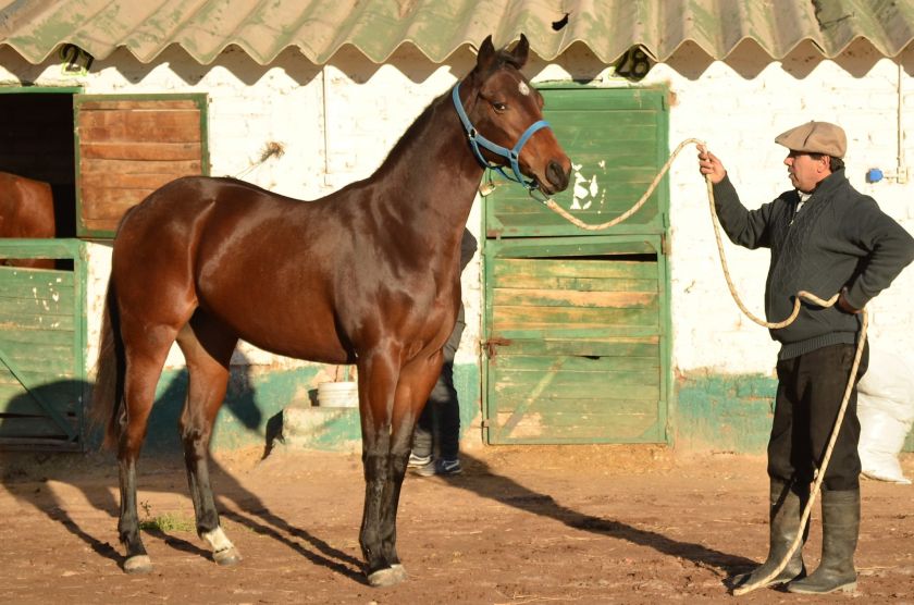 Remate Tres Haras JCN