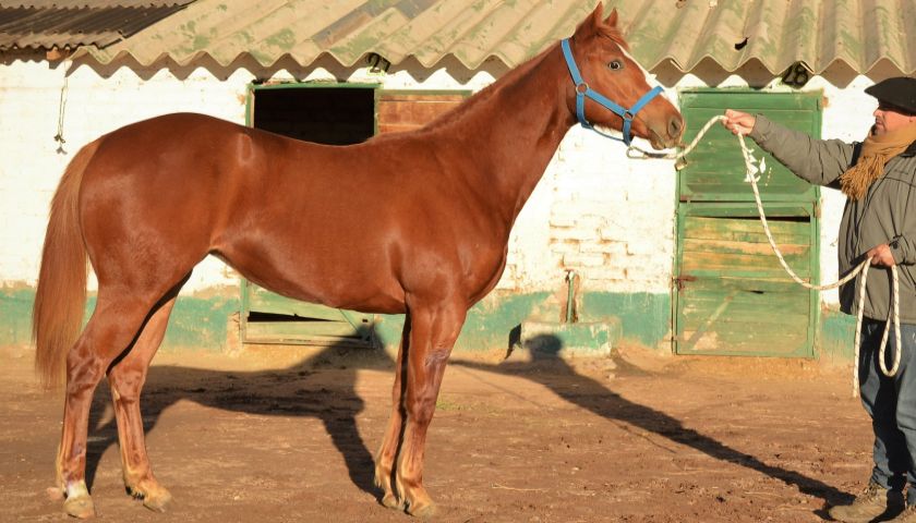 Remate Tres Haras JCN