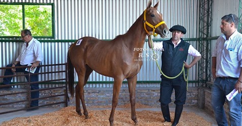 Remate Virtual Tres Haras en Neuquen