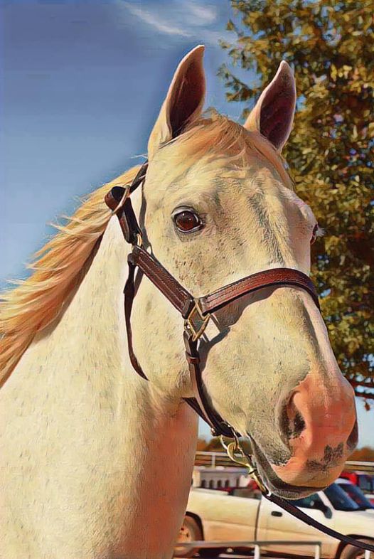 EStrawberry Silk, madre de Whathaveigottado (El Shazoom) y Sovereign Silk (Soberano)